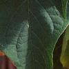 Brugmansia versicolor 'Peach Chandelier', flowers