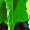 Brugmansia rosea, flowers