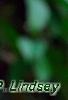 Brugmansia rosea, flowers
