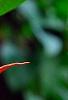Brugmansia rosea, flowers