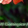 Brugmansia rosea, flowers