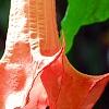 Brugmansia rosea, flowers