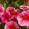 Calibrachoa 'Balcanrost', flowers