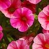Calibrachoa 'Balcanrost', flowers