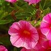 Calibrachoa 'Balcanrost', flowers