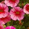 Calibrachoa 'Balcanrost', flowers
