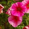 Calibrachoa 'Balcanrost', flowers