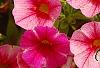 Calibrachoa 'Balcanrost', flowers