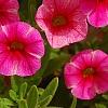Calibrachoa 'Balcanrost', flowers
