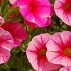 Calibrachoa 'Balcanrost', flowers