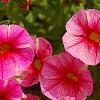 Calibrachoa 'Balcanrost', flowers