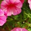Calibrachoa 'Balcanrost', flowers