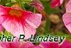 Calibrachoa 'Balcanrost', flowers
