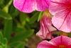 Calibrachoa 'Balcanrost', flowers