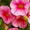 Calibrachoa 'Balcanrost', flowers