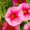 Calibrachoa 'Balcanrost', flowers
