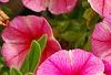 Calibrachoa 'Balcanrost', flowers