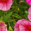 Calibrachoa 'Balcanrost', flowers