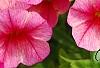 Calibrachoa 'Balcanrost', flowers
