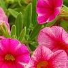 Calibrachoa 'Balcanrost', flowers