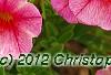 Calibrachoa 'Balcanrost', flowers