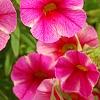 Calibrachoa 'Balcanrost', flowers
