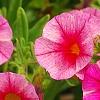 Calibrachoa 'Balcanrost', flowers