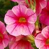 Calibrachoa 'Balcanrost', flowers