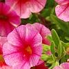 Calibrachoa 'Balcanrost', flowers
