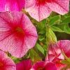 Calibrachoa 'Balcanrost', flowers