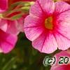 Calibrachoa 'Balcanrost', flowers