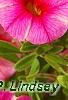 Calibrachoa 'Balcanrost', flowers