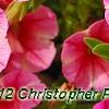 Calibrachoa 'Balcanrost', flowers