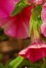 Calibrachoa 'Balcanrost', flowers