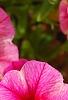 Calibrachoa 'Balcanrost', flowers