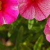 Calibrachoa 'Balcanrost', flowers