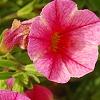 Calibrachoa 'Balcanrost', flowers