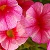 Calibrachoa 'Balcanrost', flowers