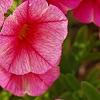 Calibrachoa 'Balcanrost', flowers
