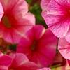Calibrachoa 'Balcanrost', flowers
