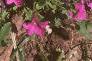 Calibrachoa 'Million Bells', habit