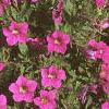 Calibrachoa 'Million Bells', habit