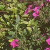 Calibrachoa 'Million Bells', habit