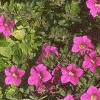Calibrachoa 'Million Bells', habit