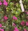 Calibrachoa 'Million Bells', habit
