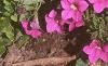Calibrachoa 'Million Bells', habit