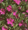 Calibrachoa 'Million Bells', habit