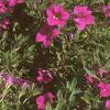 Calibrachoa 'Million Bells', habit