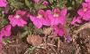 Calibrachoa 'Million Bells', habit