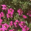Calibrachoa 'Million Bells', habit